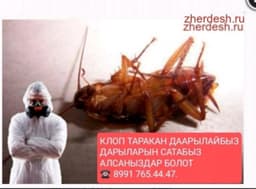 Клоп таракан дарылайбыз 